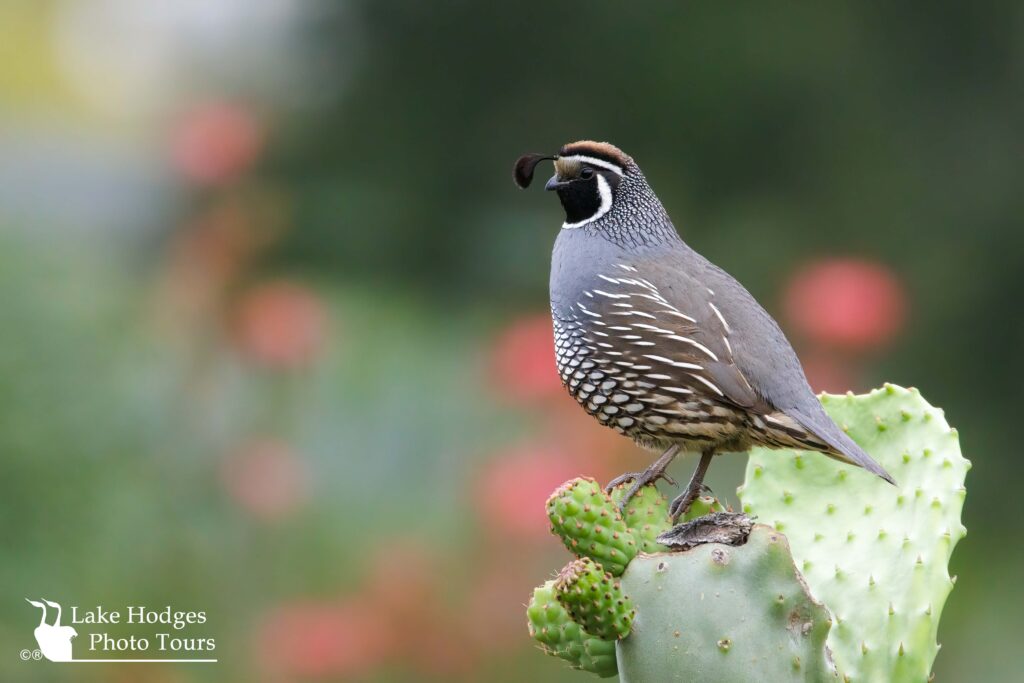 California Quail @lakehodgesphototours, #lakehodgesphototours