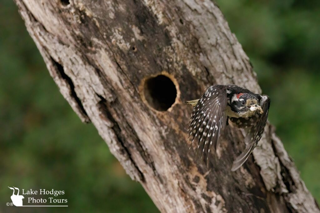 Nuttall's Woodpecker male, housekeeping @LakeHodgesPhotoTours