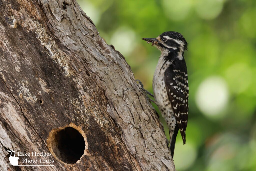 Female Nuttall's Woodpecker @LakeHodgesPhotoTours