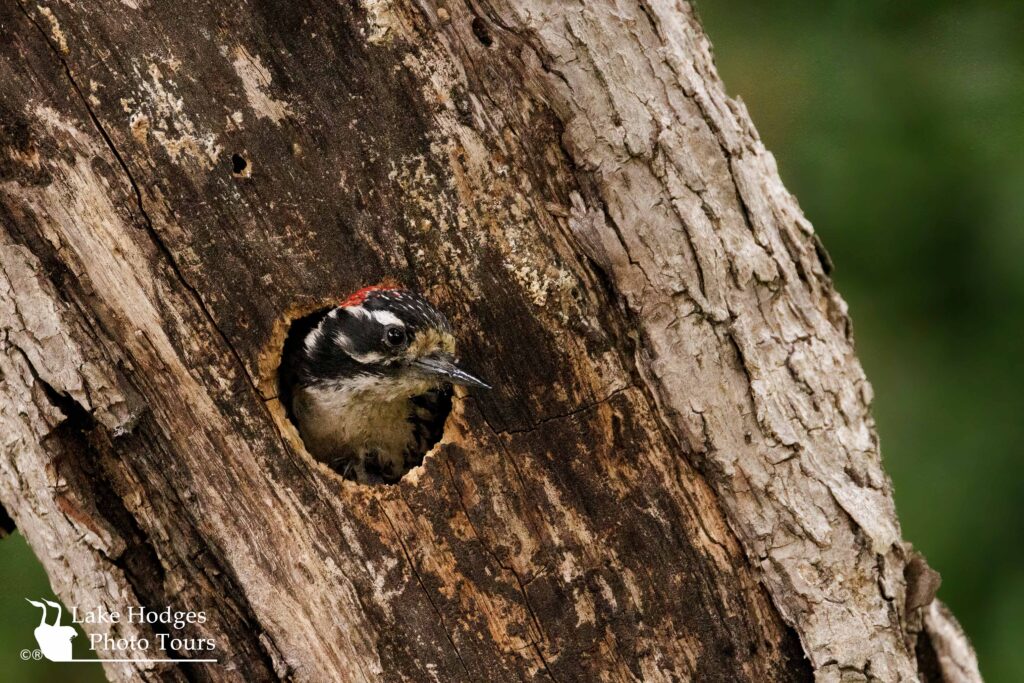 male Nuttall's Woodpecker @LakeHodgesPhotoTours