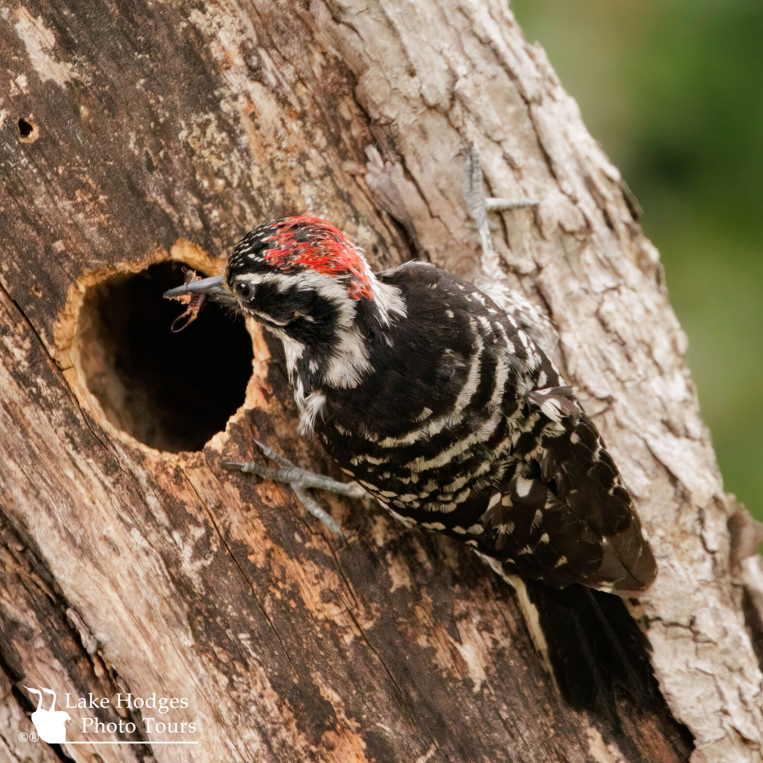 Woodpecker Nest @LakeHodgesPhotoTours