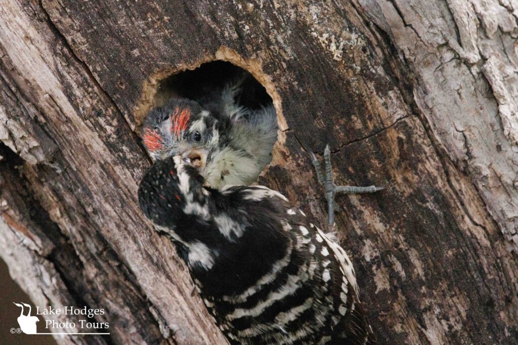 Hungry chick @LakeHodgesPhotoTours