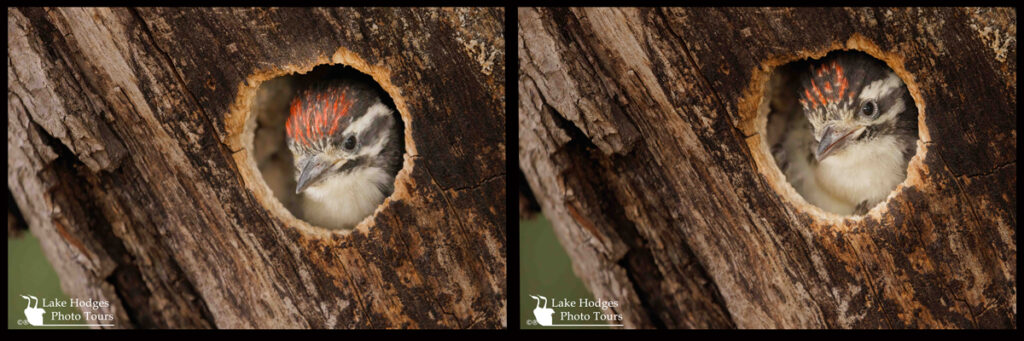 Both Nuttall chicks @LakeHodgesPhotoTours