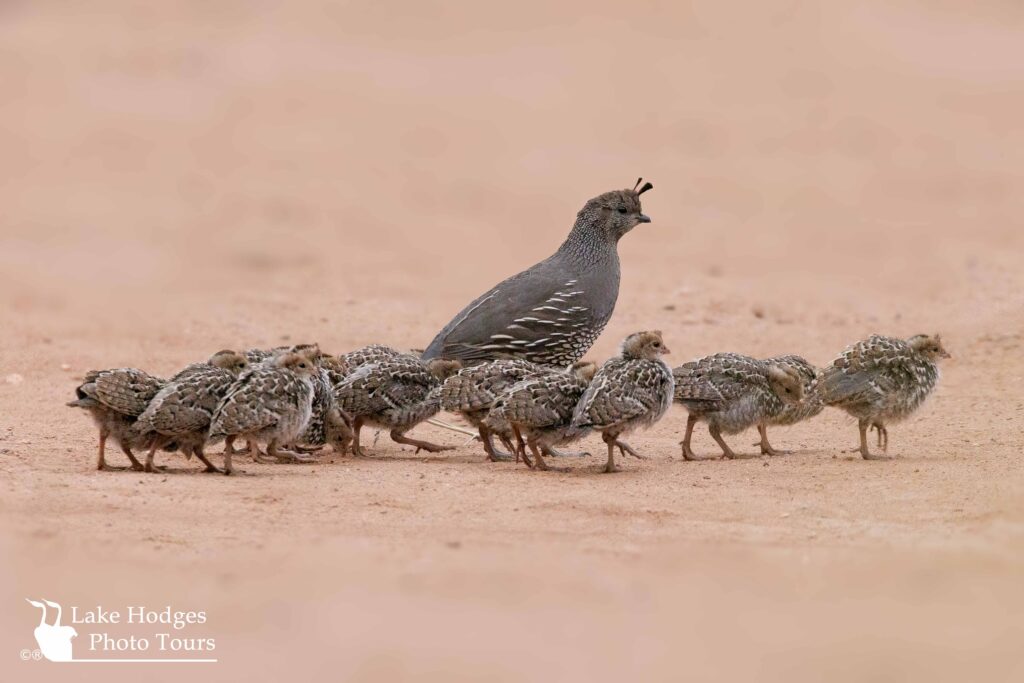 California Quail @LakeHodgesPhotoTours