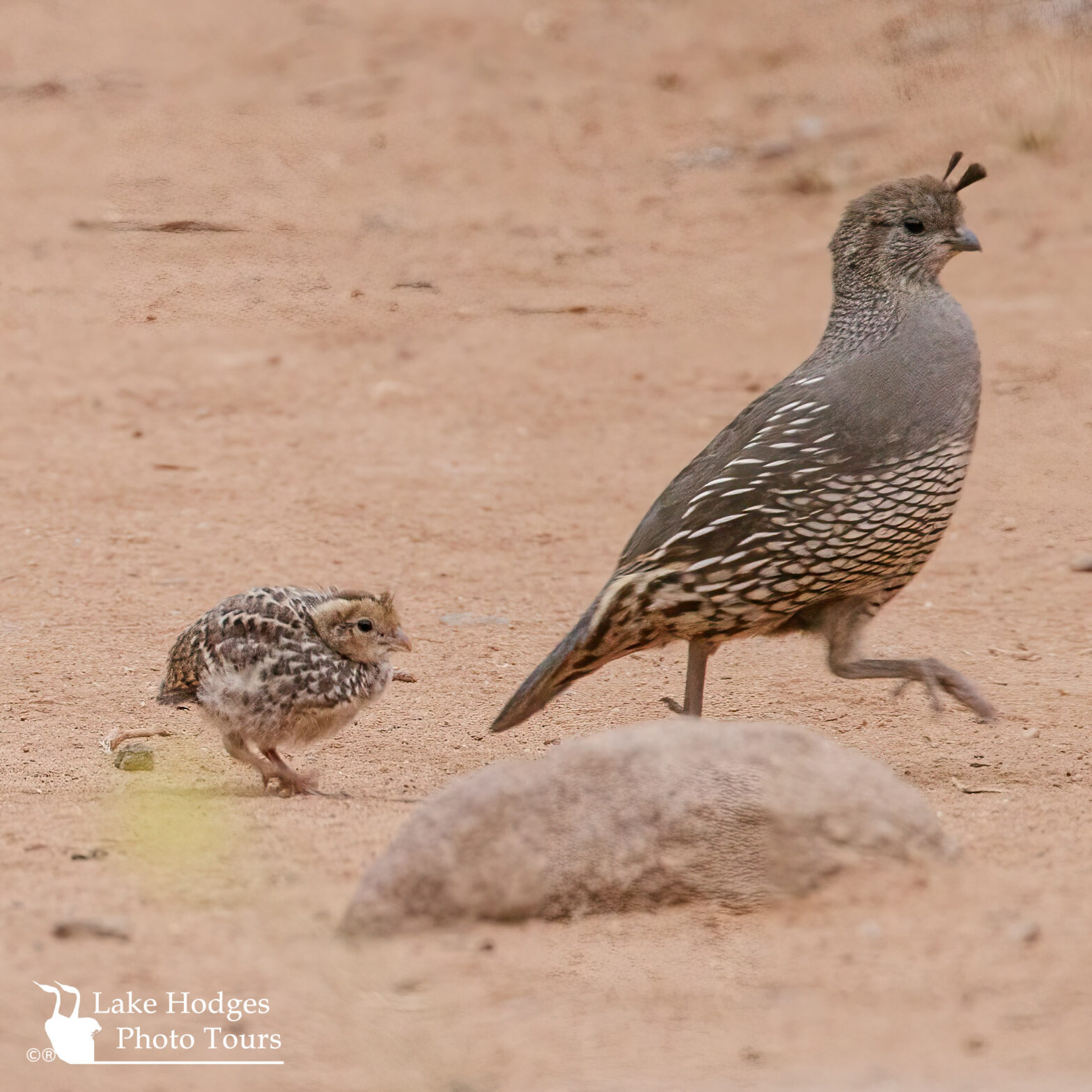 State bird, California Quail @lakehodgesphototours, @lakehodgesphototours