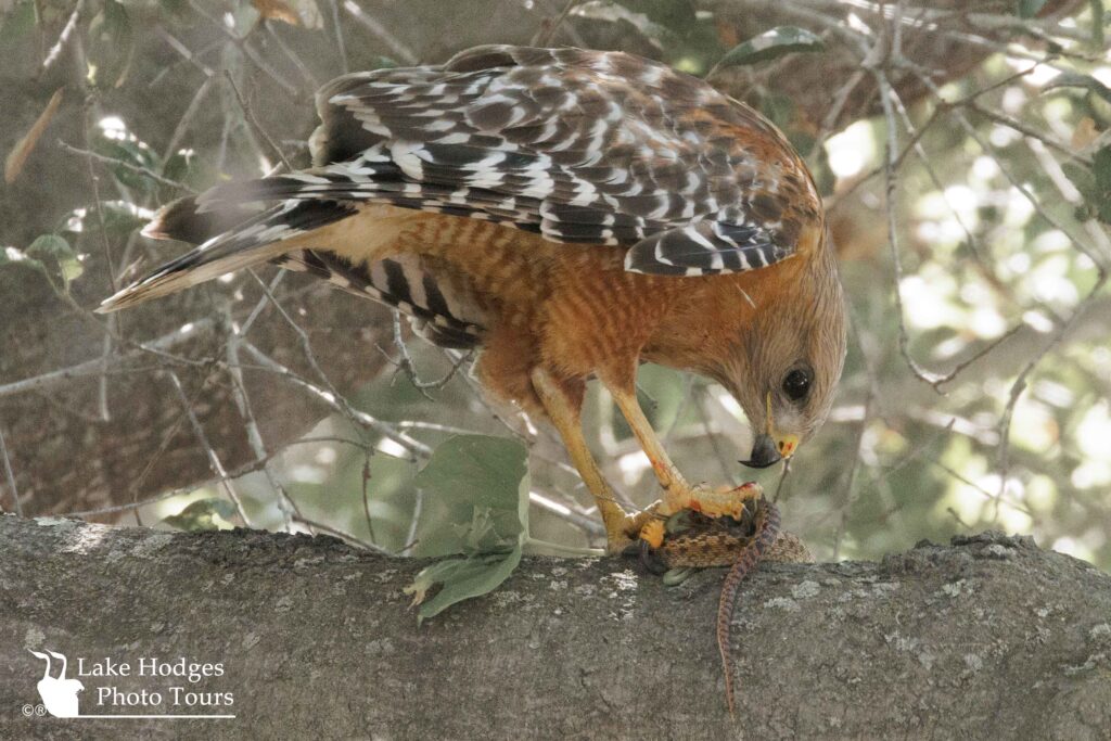 Red-shouldered Hawk @LakeHodgesPhotoTours