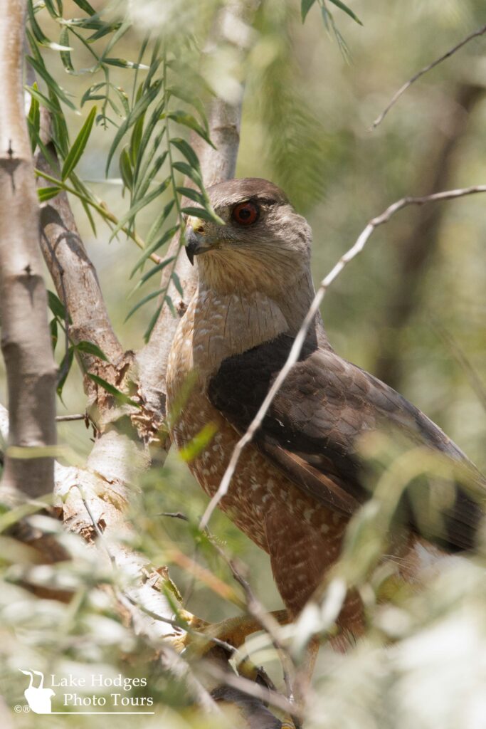 Sneaky Cooper's Hawk @LakeHodgesPhotoTours