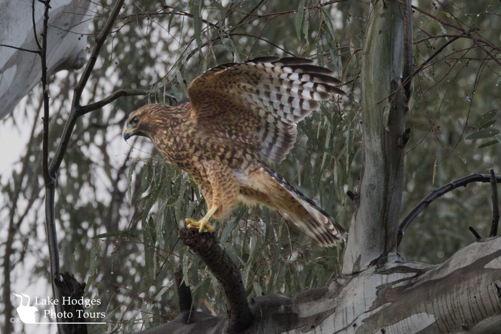 immature Red-shouldered Hawk @LakeHodgesPhotoTours