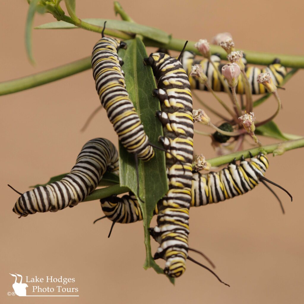 Monarch caterpillars@LakeHodgesPhotoTours