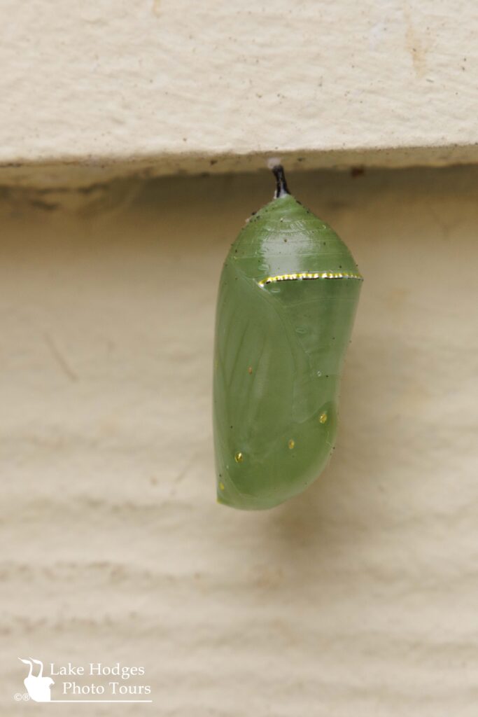 Monarch Chrysalis@LakeHodgesPhotoTours