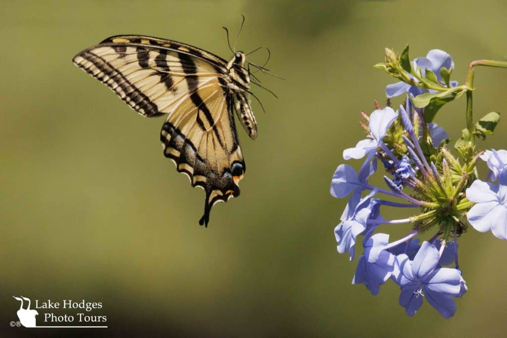 Western Tiger Swallowtail @LakeHodgesPhotoTours
