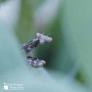 Praying Mantis @LakeHodgesPhotoTours