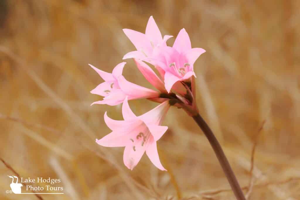 Each summer Naked Ladies opo up at Lake Hodges, and they are lovely!