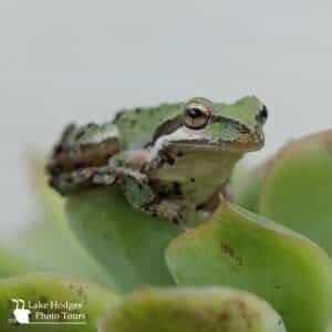 Baja California Tree Frog at Lake Hodges Photo Tours