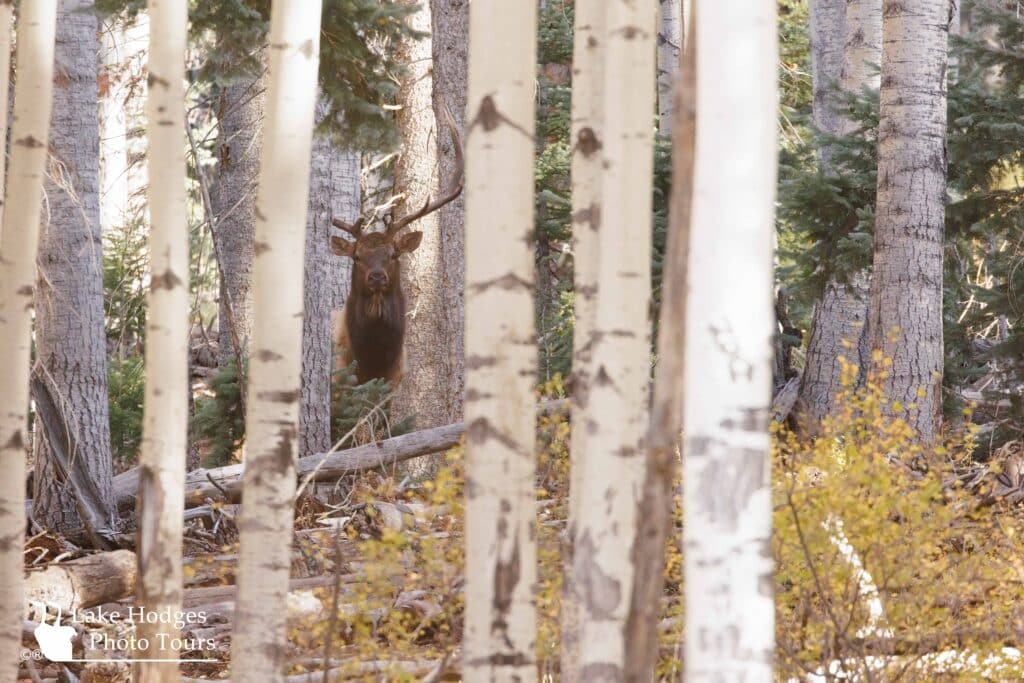 Elk@LakeHodgesPhotoTours