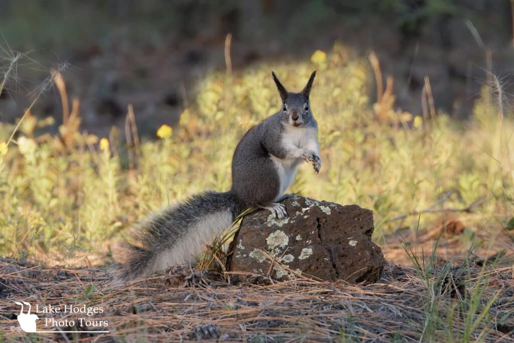 Albert’s Squirrel @LakeHodgesPhotoTours