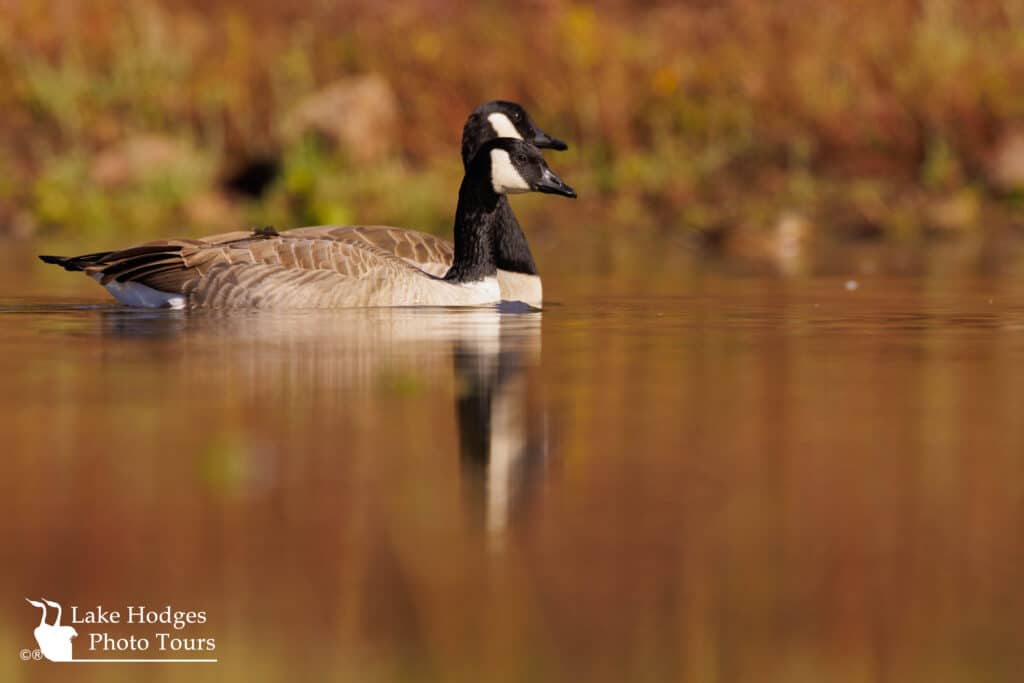Fall colors refelecting on the water with Canadian Geese@LakeHodgesPhotoTours