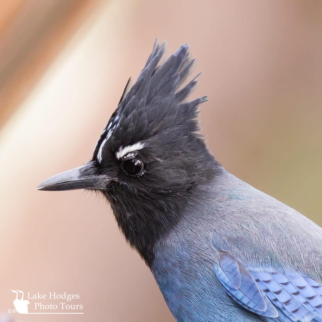 One of my favorite Jays of the pine forest, Steller’s Jay @LakeHodgesPhotoTours