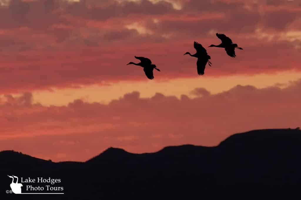 Sandhill cranes @LakeHodgesPhotoTours