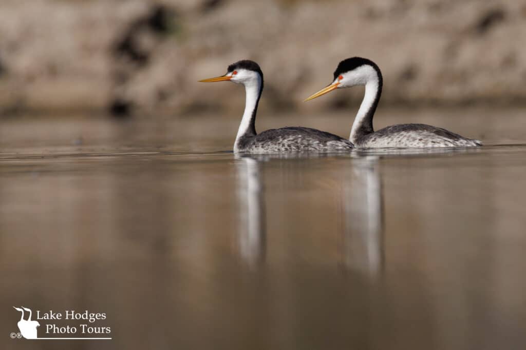 Clark’s Grebes @LakeHodgesPhotoTours