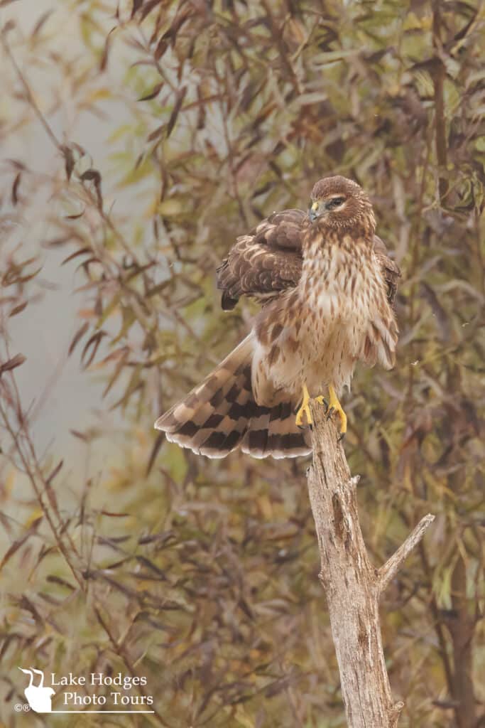 Northern Harrier @LakeHodgesPhotoTours