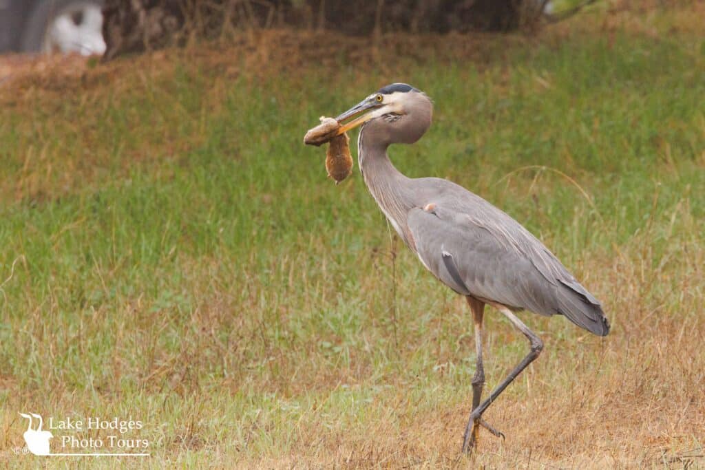 Great Blue Heron@LakeHodgesPhotoTours