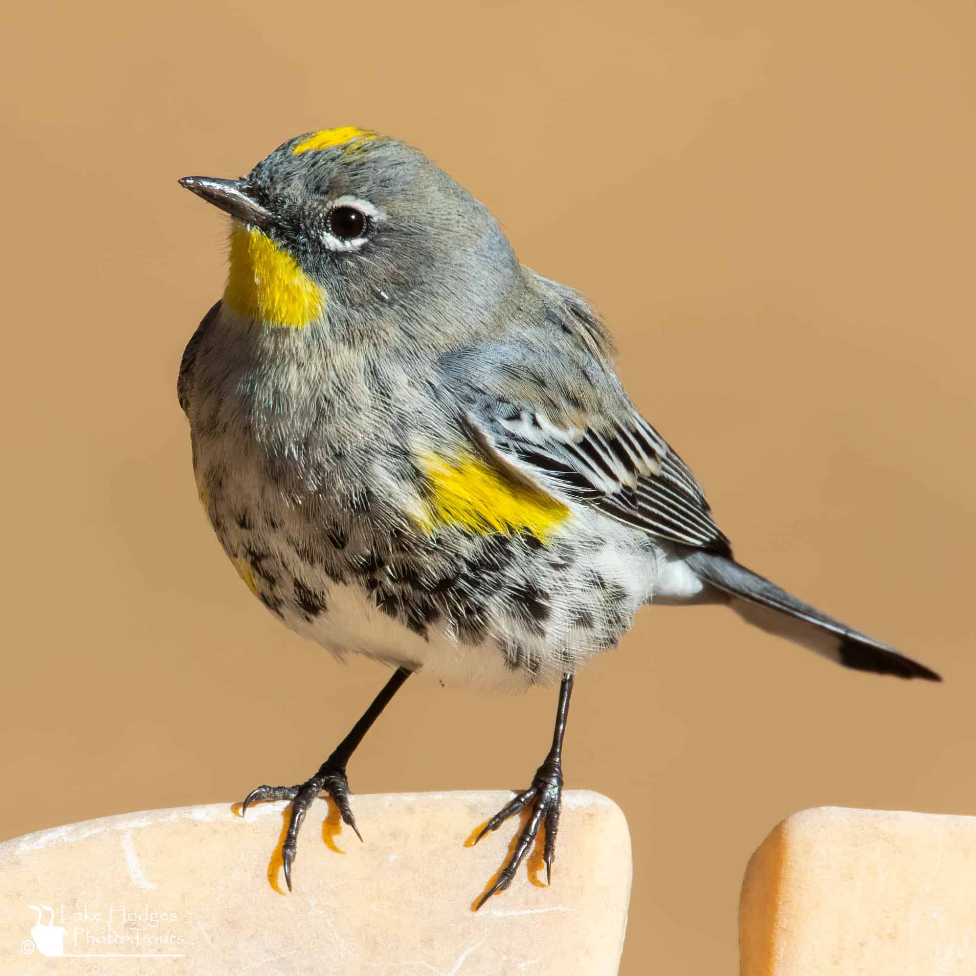 Yellow-rumped Warbler @LakeHodgesPhotoTours