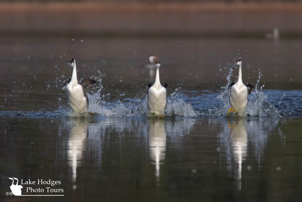 Threesome-western Grebes@LakeHodgesPhotoTours