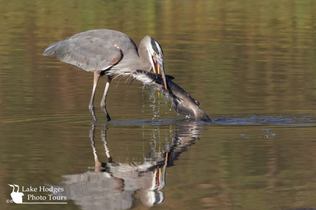 Great Blue Heron@LakeHodgesPhotoTours
