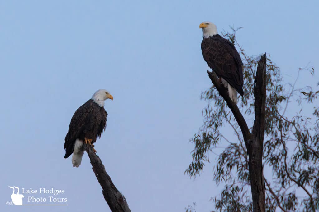 Bald Eagles @LakeHodgesPhotoTours