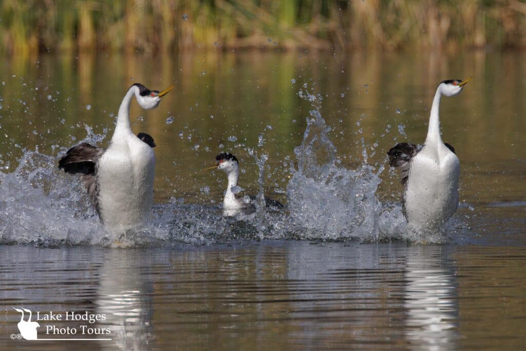 Grebe Rush at Lake Hodges Photo Tours