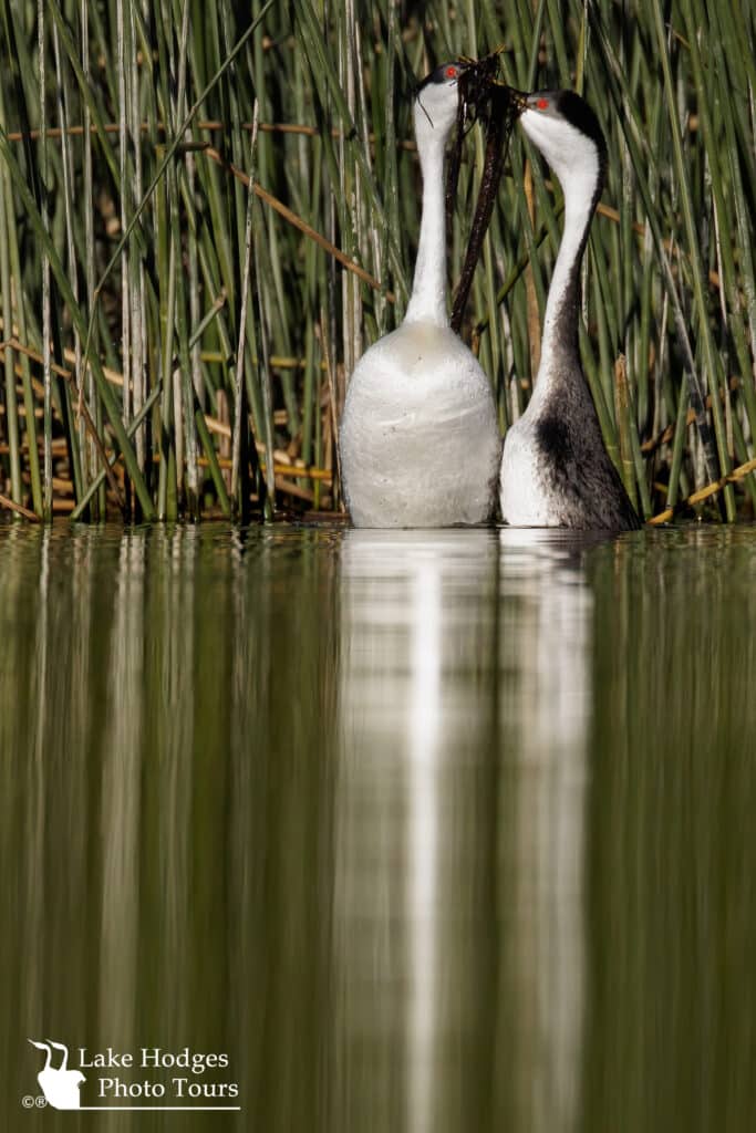 Weed Dance at Lake Hodges Photo Tours