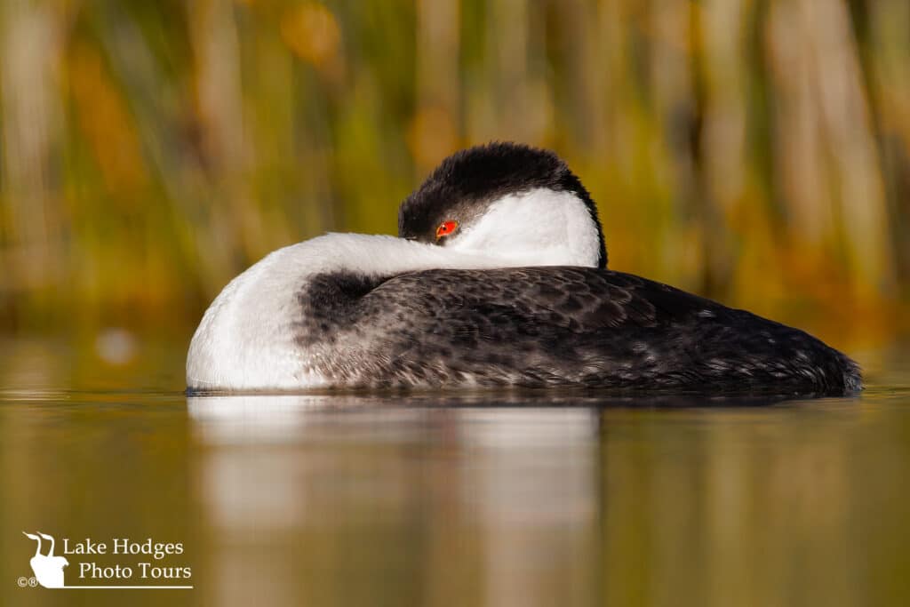 Western Grebe just hanging out at Lake Hodges Photo Tours