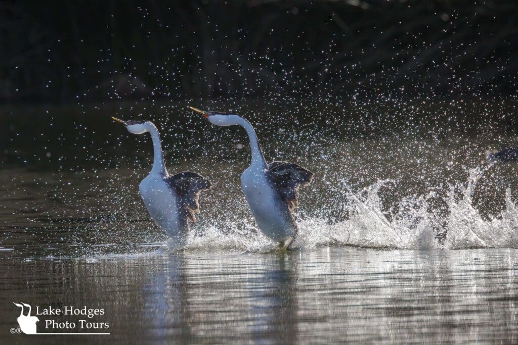 Backlit at Lake Hodges Photo Tours