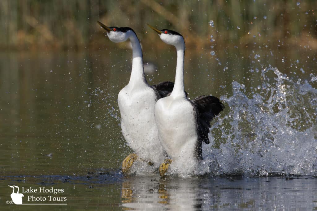 Lake Wohlforsd Rushing Grebes