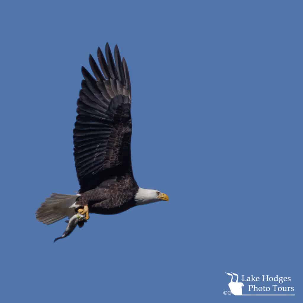 Bald Eagle @LakeHodgesPhotoTours