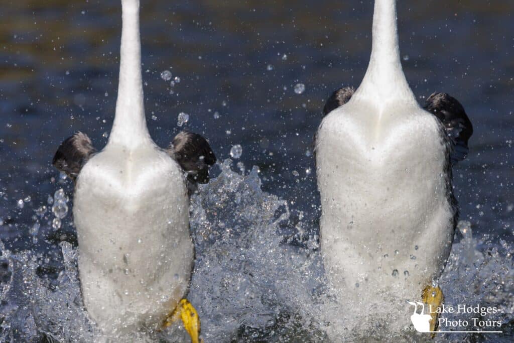 Western Grebe Rush Close up #LakeHodgesphottours