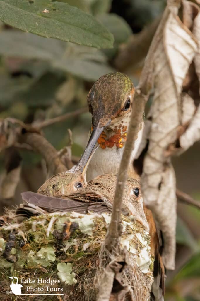 Attentive mother @lakehodgesphototours