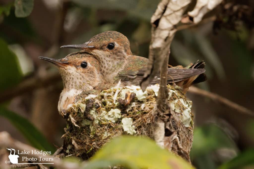 Allen’s Hummingbirds @lakehodgesphototours