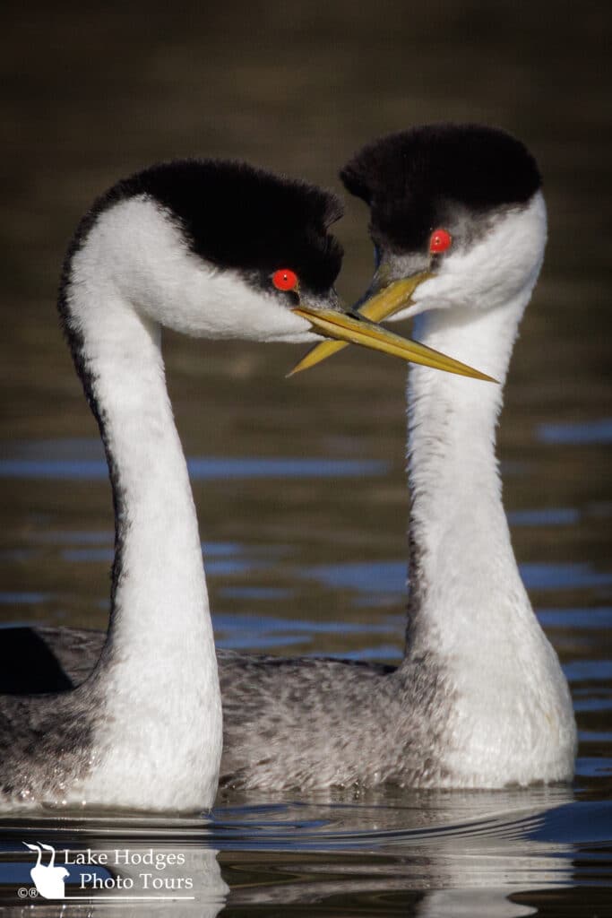Western Grebe couple @LakeHodgesPhotoTours