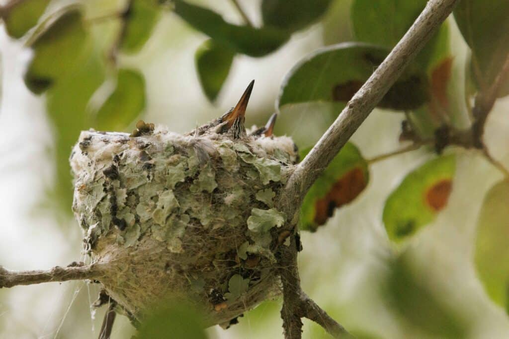 Anna’s Hummingbird nest @Lakehodgesphototours