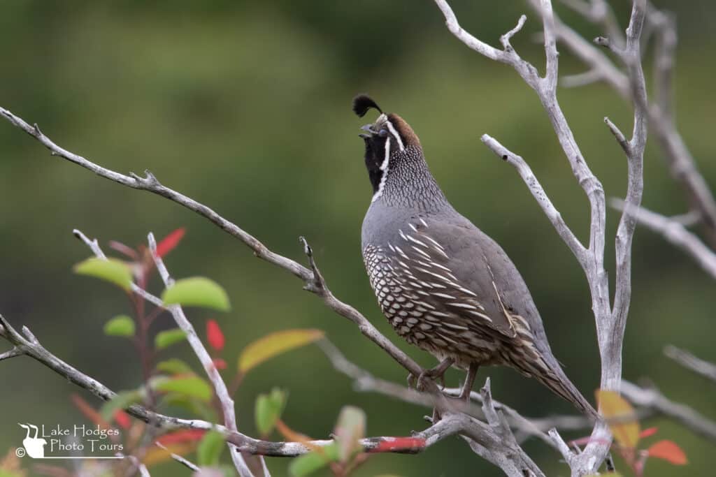 Noisy California Quail@LakeHodgesPhotoTours