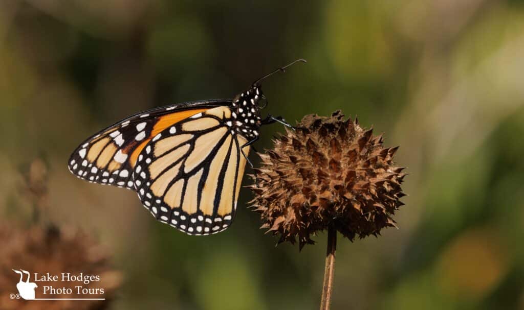 Monarch@Quail@LakeHodgesPhotoTours