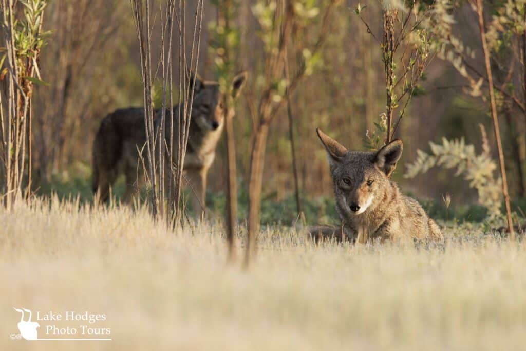 Casualcoyotes@Quail@LakeHodgesPhotoTours