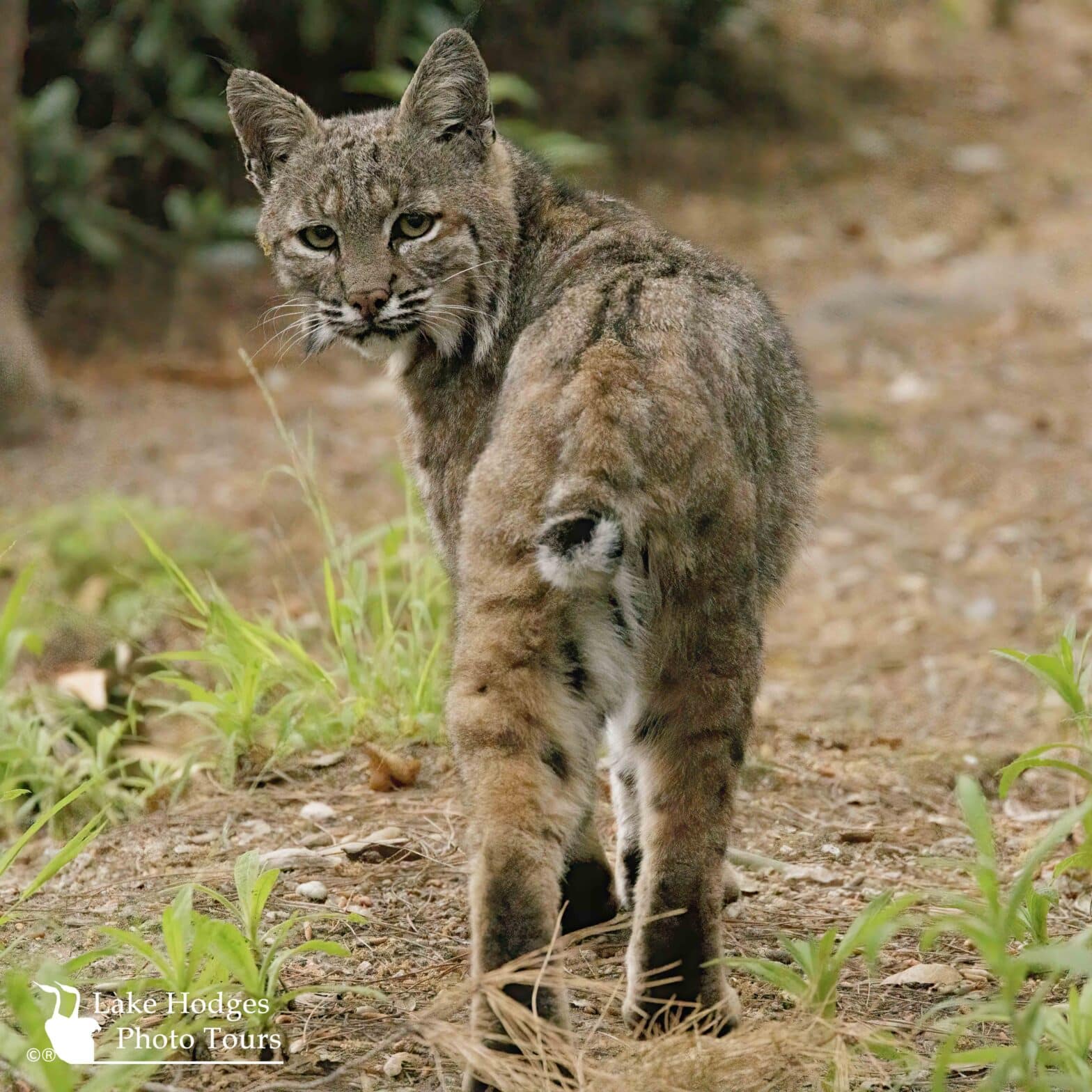 bobcat@Quail@LakeHodgesPhotoTours