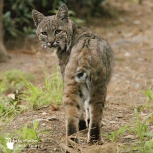 bobcat@Quail@LakeHodgesPhotoTours
