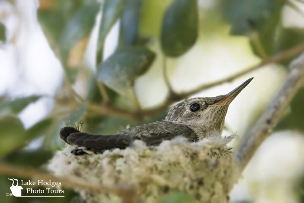 AnnasHummingbird@Quail@LakeHodgesPhotoTours