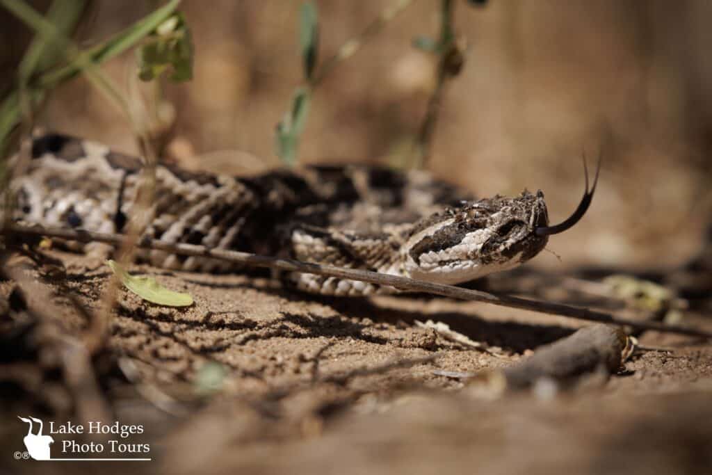 Southern Pacific Rattlesnake@LakeHodgesPhotoTours