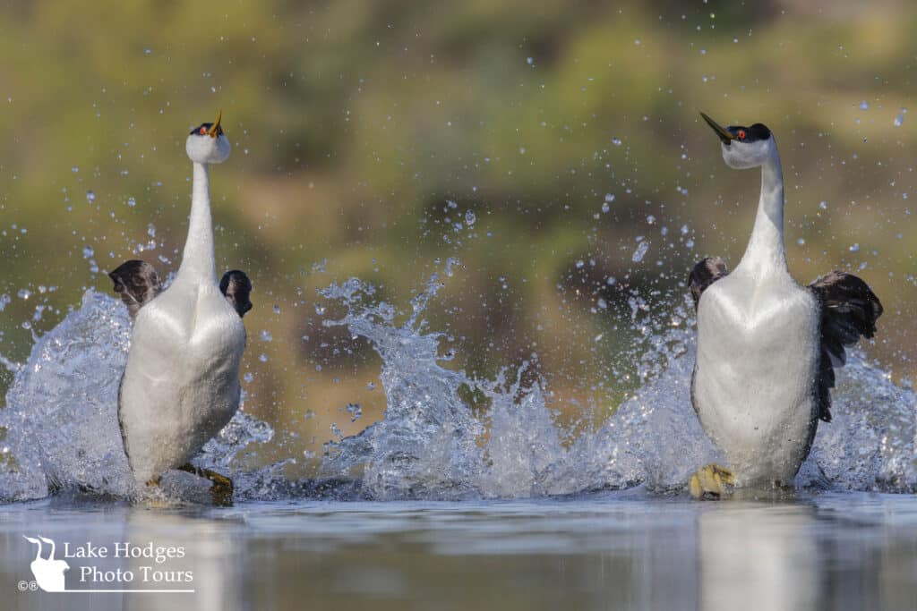 Slishsplash@Quail@LakeHodgesPhotoTours
