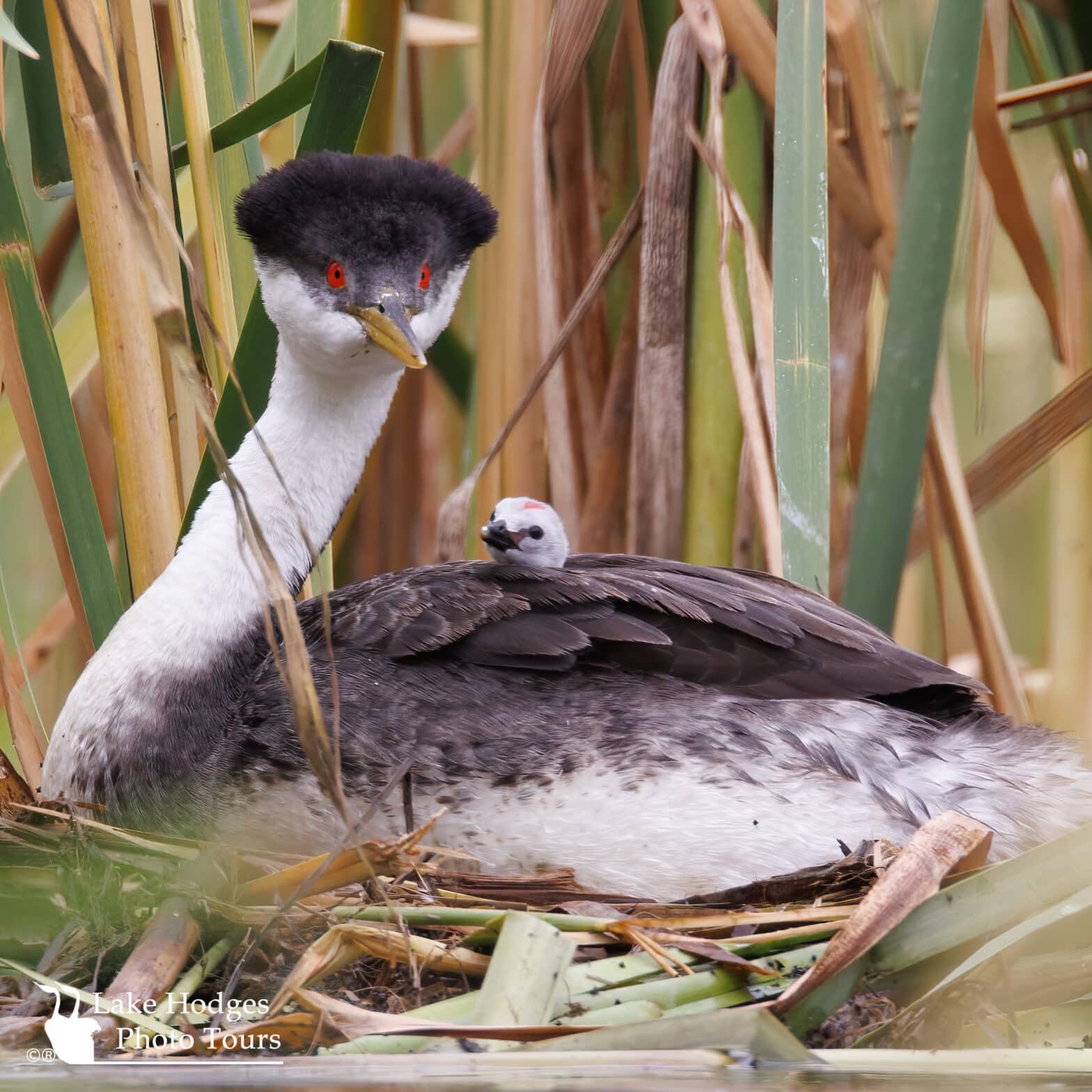 Western Grebe and Chick